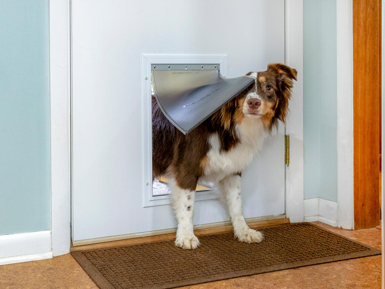 Best dog door for cold weather: 7 best doggie doors, description, advantages, and disadvantages, FAQ